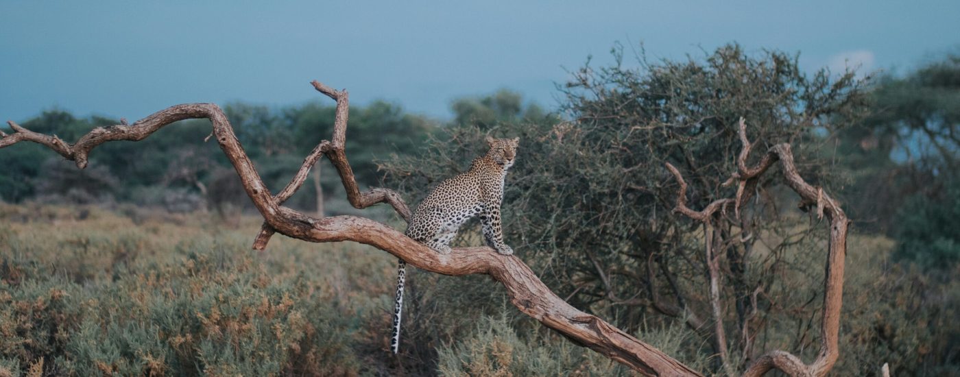 leopard on brown tree branch under blue sky during daytime