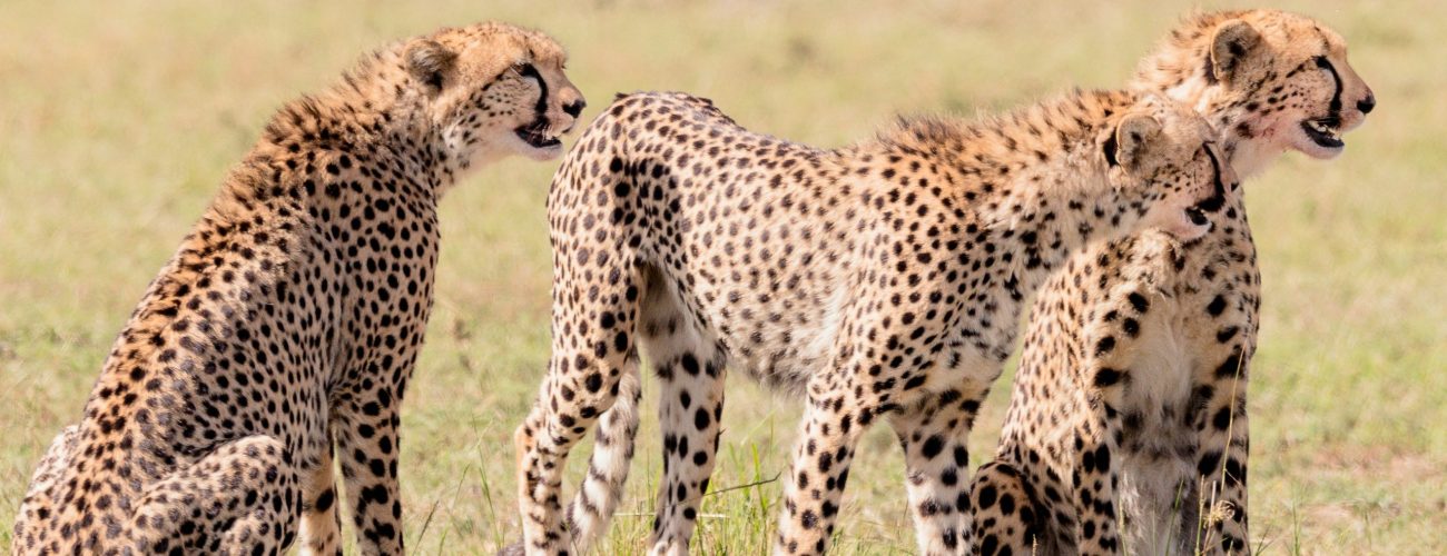 masai_mara_cheetah_pack
