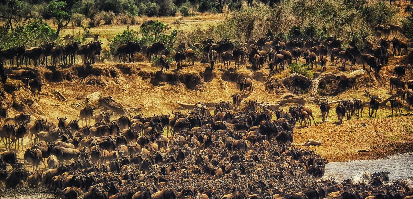wildebeest_masai_mara